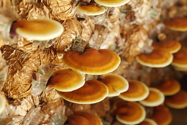 reishi